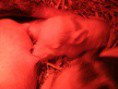/album/fenykepgaleria/gedc0213-jpg/